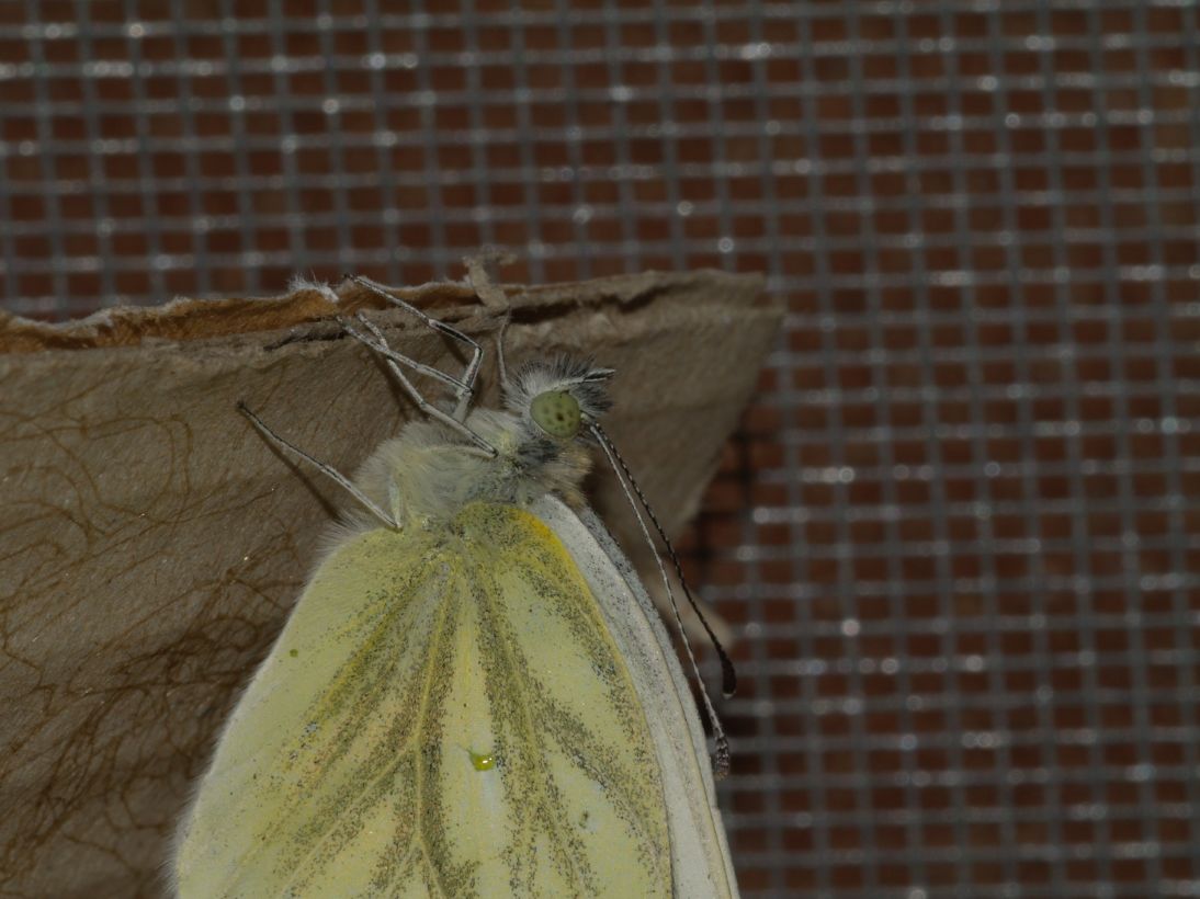 Storia di una Pieris napi